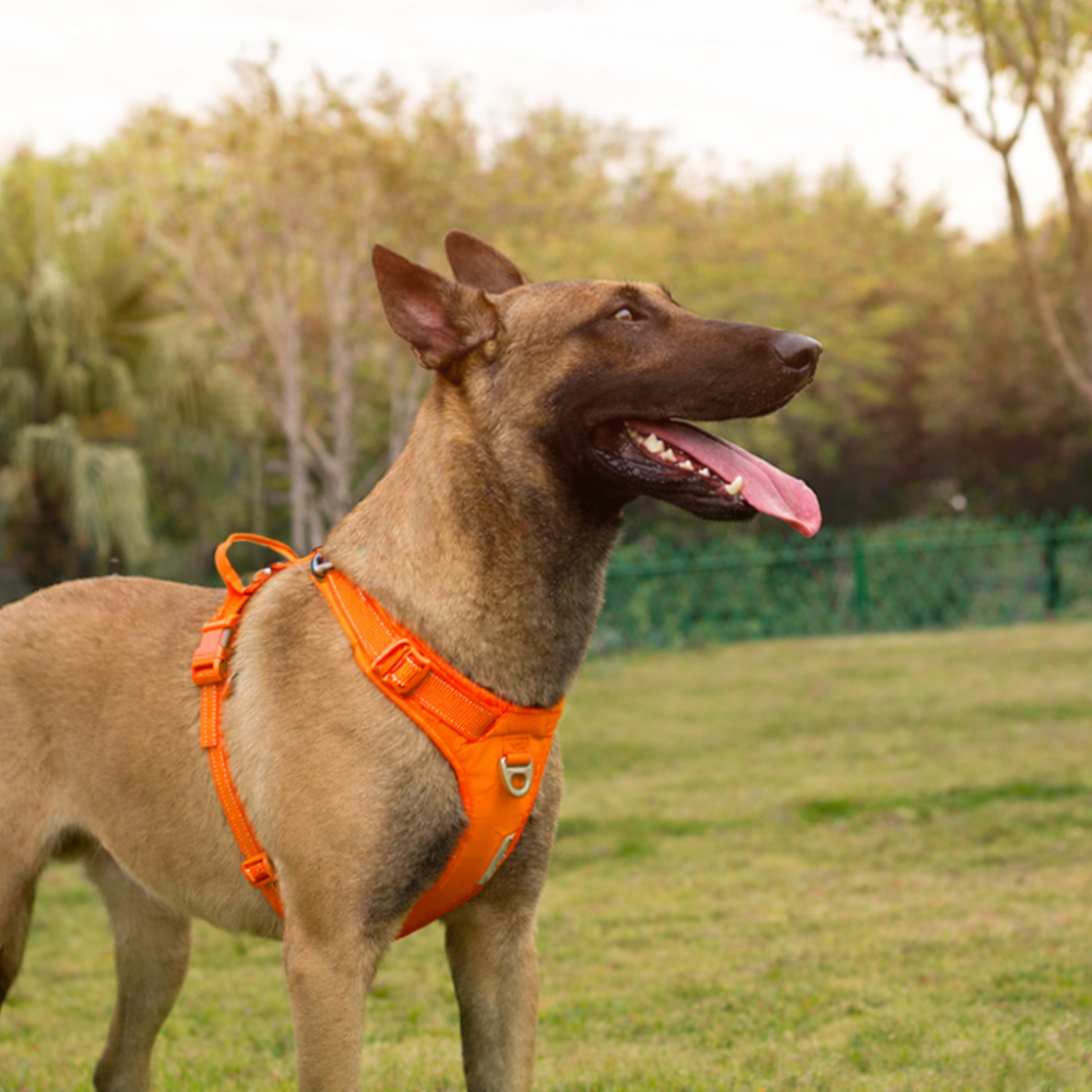 Harnais confort chien avec boucle métallique
