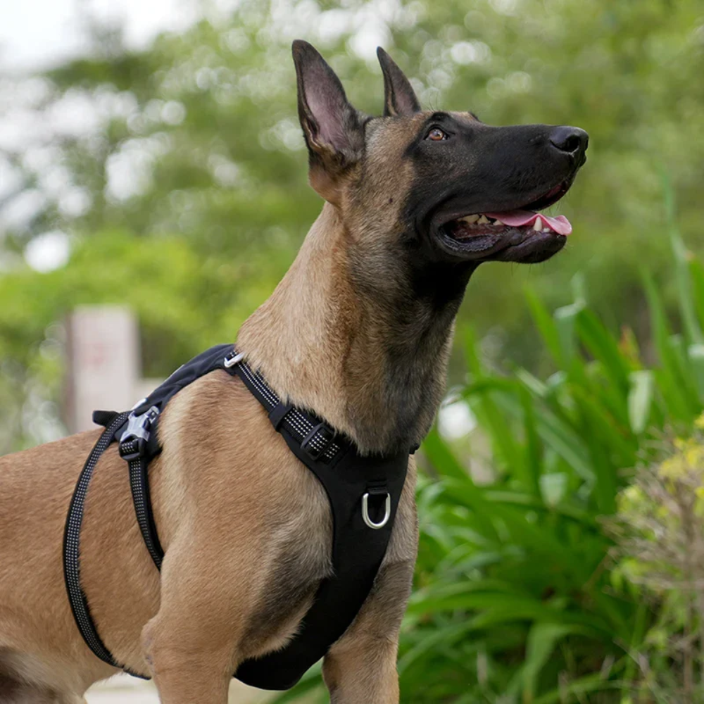 Harnais sac à dos chien de couleur noir