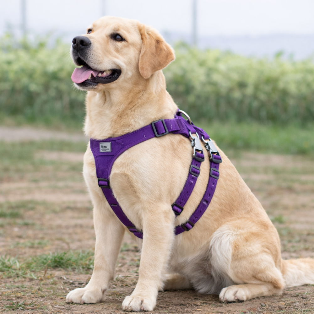 Harnais anti évasion chien de couleur violet