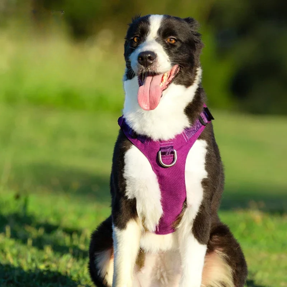 Harnais en h chien de couleur violette
