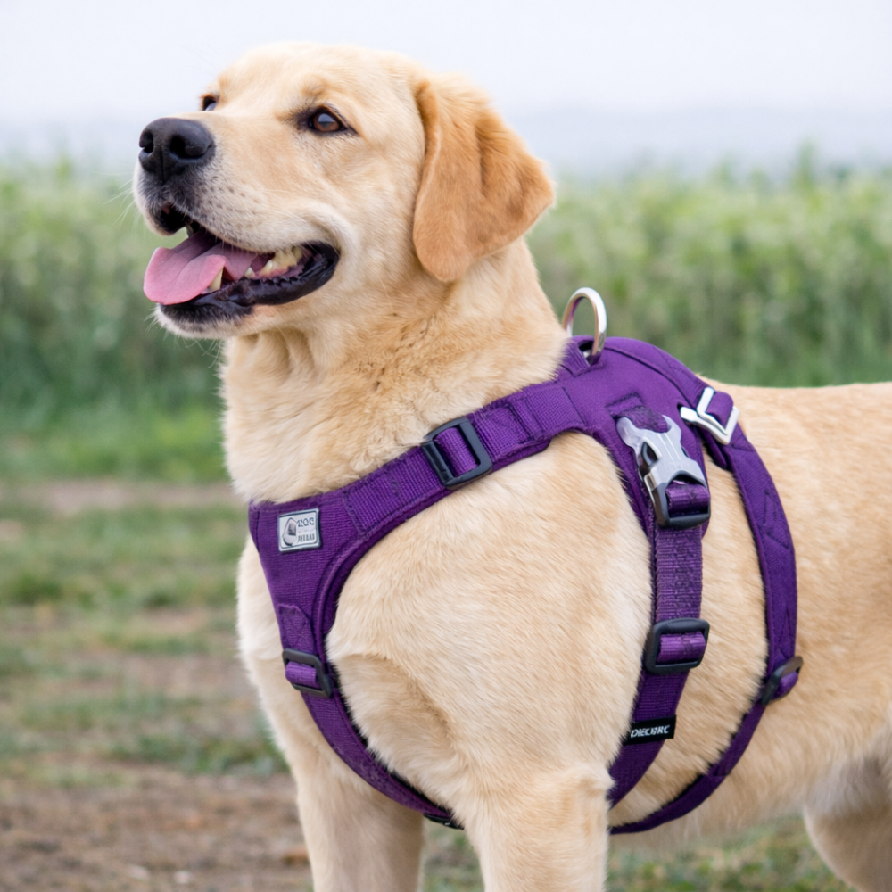 Harnais en h chien lavable