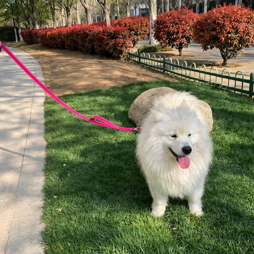 Laisse double poignée pour chien résistante