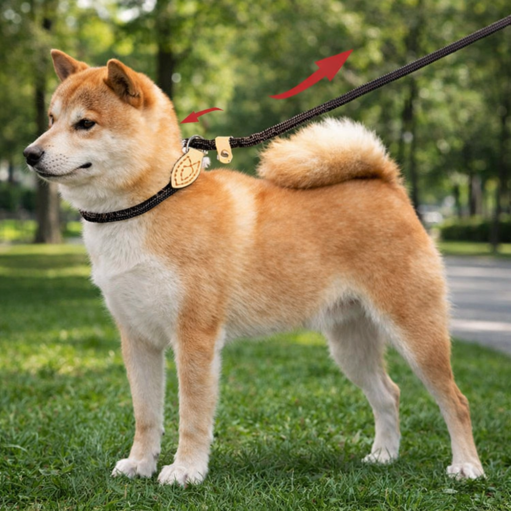 Laisse antidérapante chien réglable 