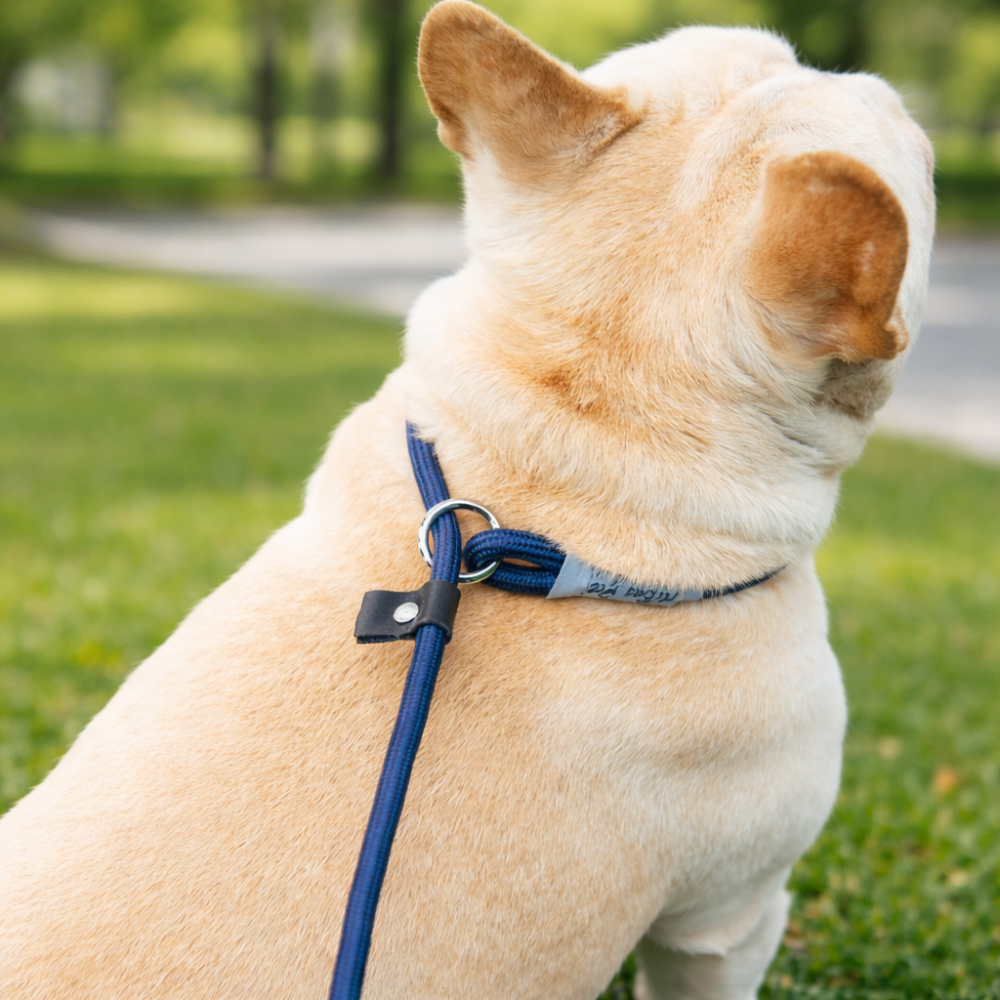 Laisse antidérapante chien de couleur bleu 