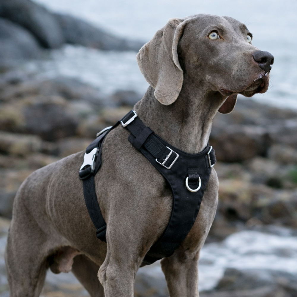 Harnais tactique chien noir