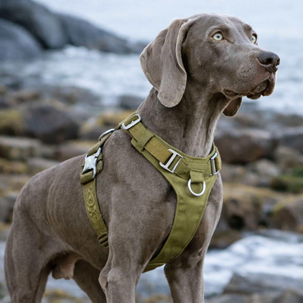 Harnais tactique chien vert