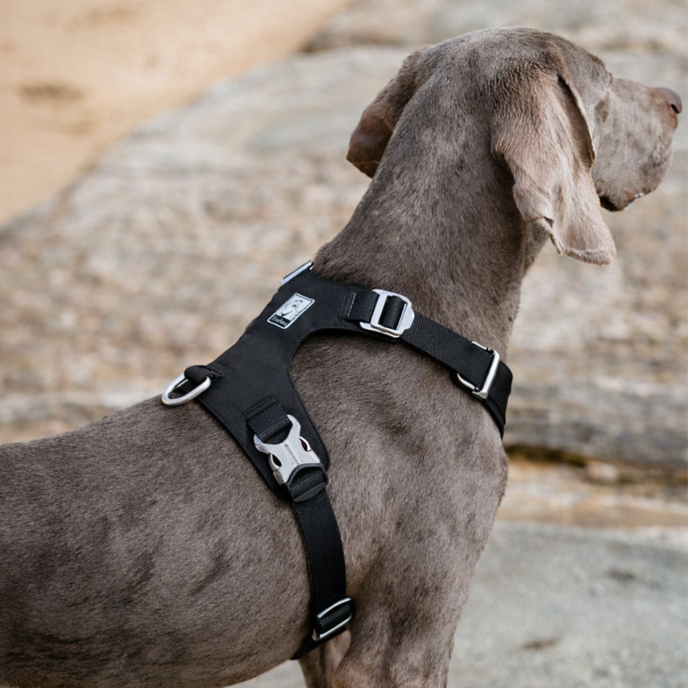 Harnais tactique chien avec attache en aluminium