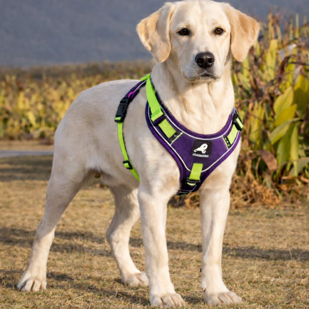 Harnais étanche chien réglable