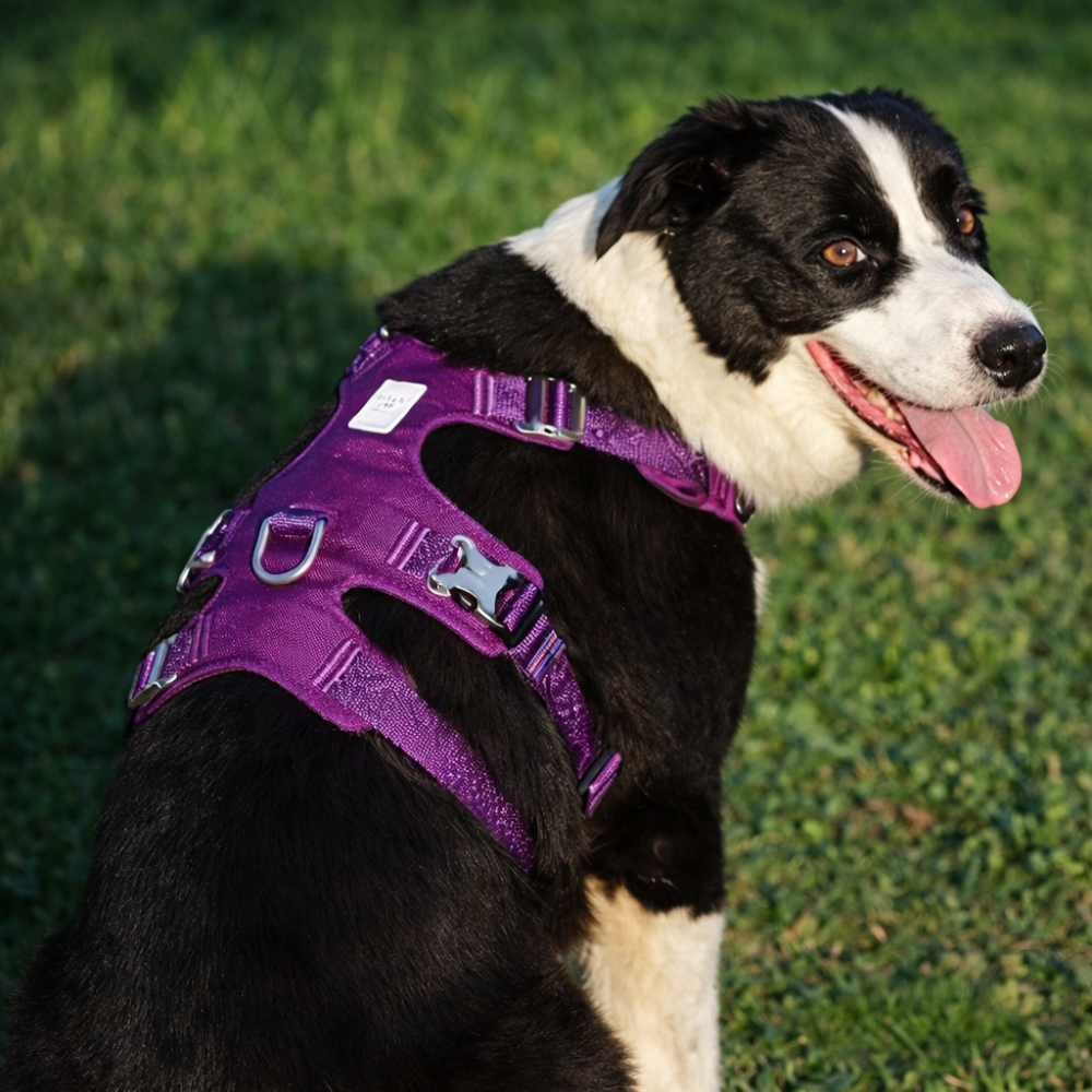 Harnais en h chien adaptable