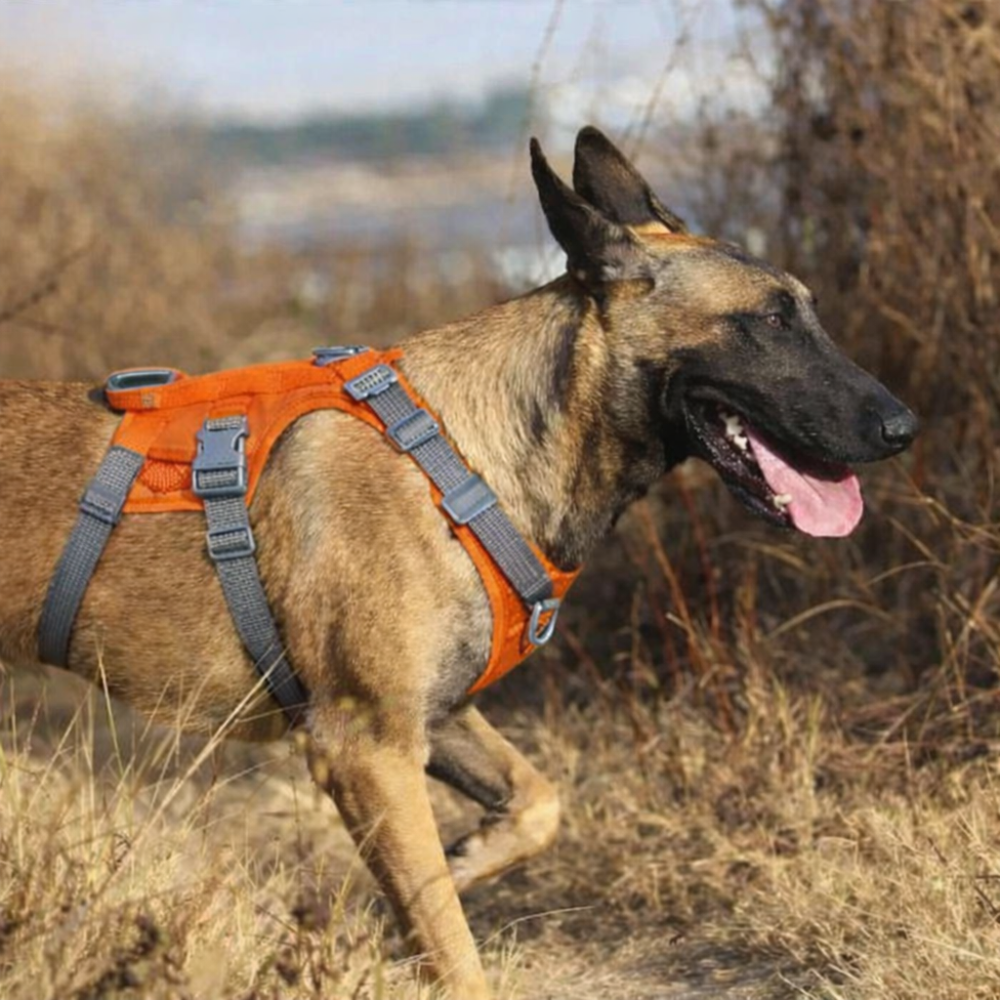Harnais escalade chien de couleur orange