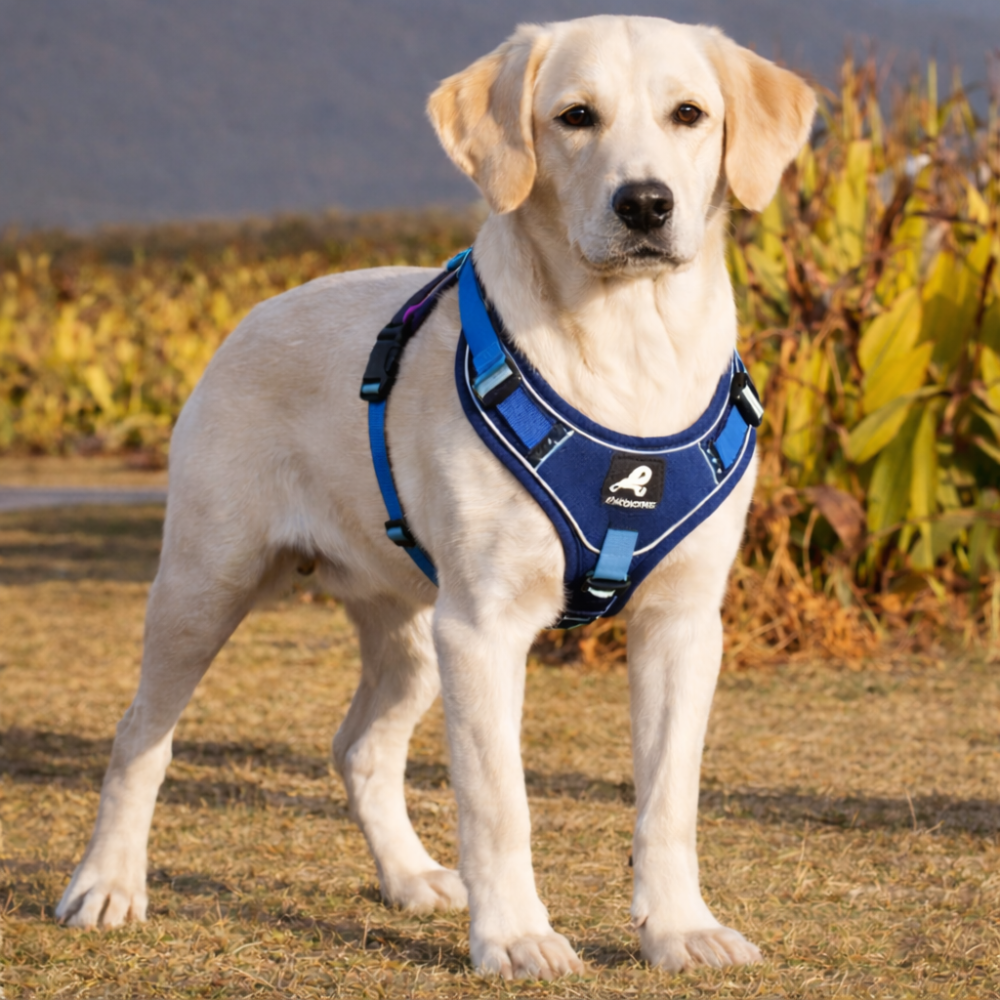 Harnais étanche chien avec boucle