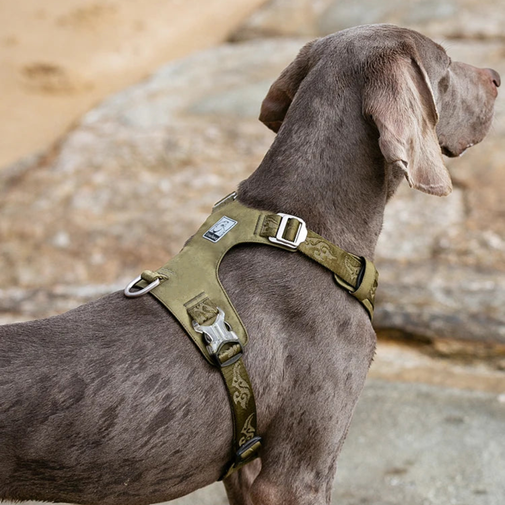 Harnais tactique chien avec sangle