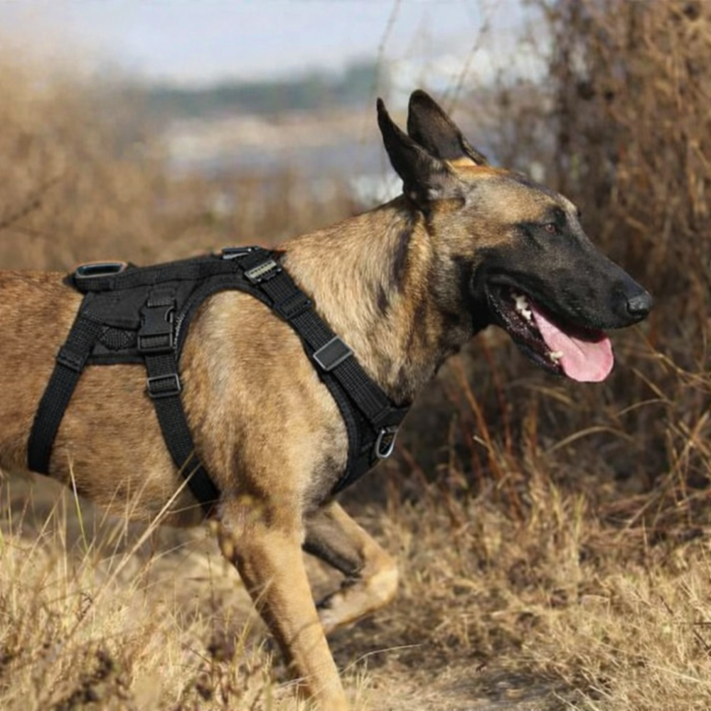 Harnais escalade chien de couleur noir