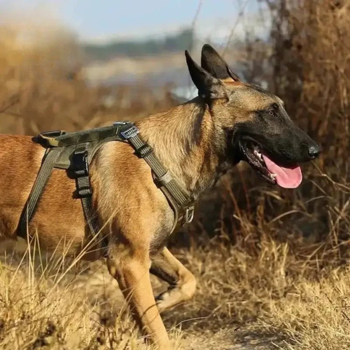 Harnais escalade chien