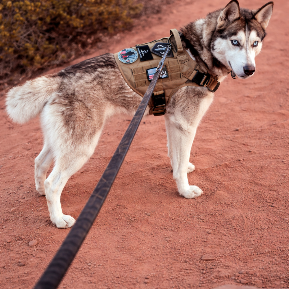 Harnais réglable chien marron