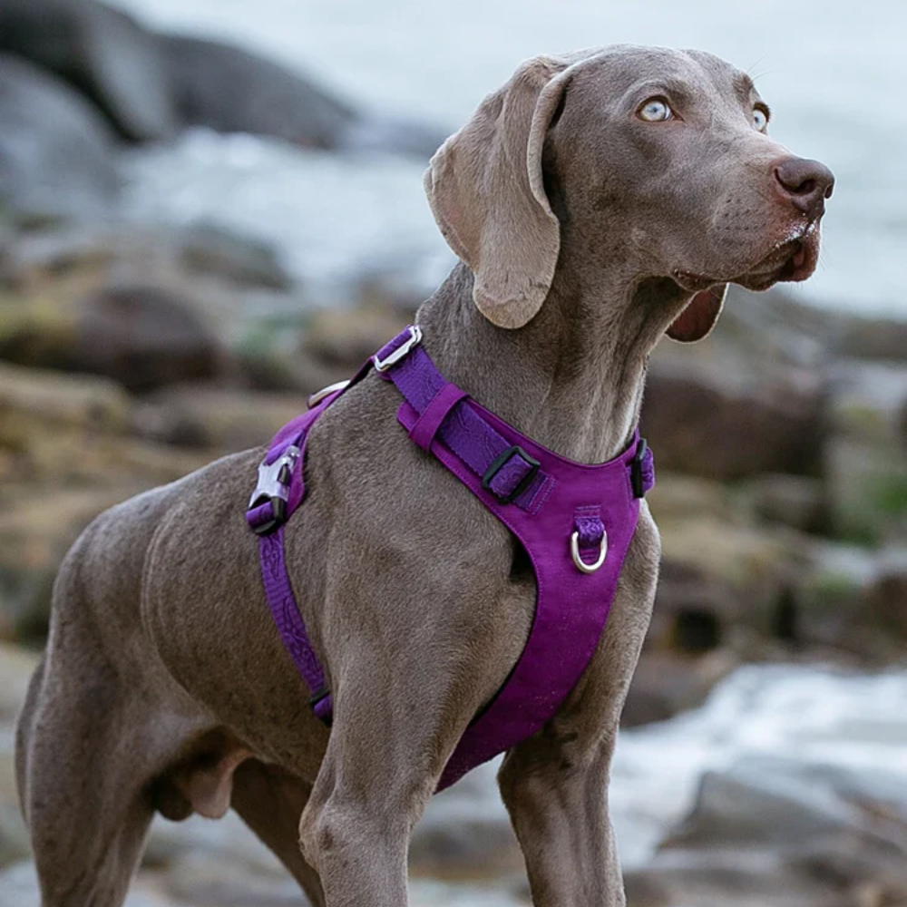 Harnais tactique chien 