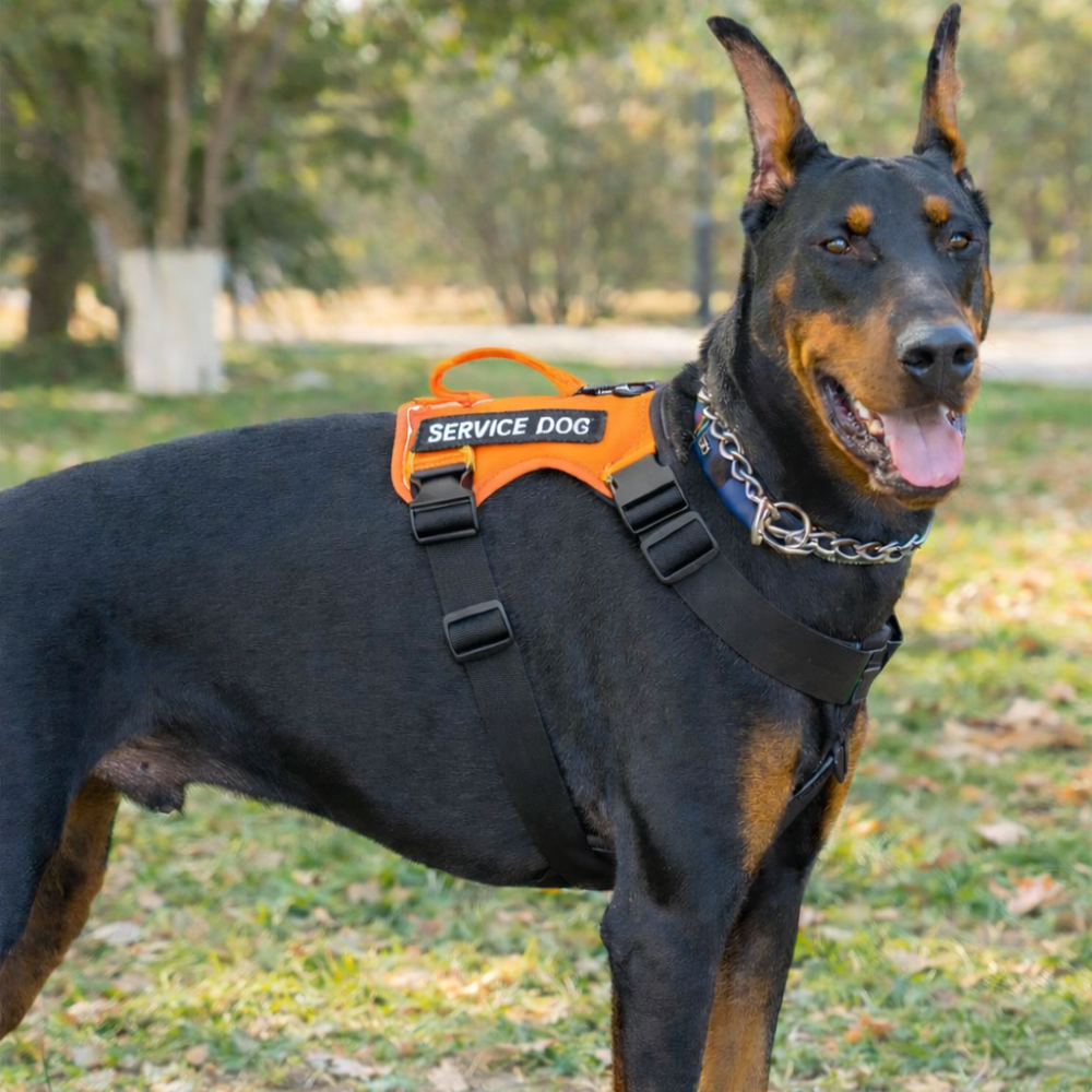 Harnais entrainement chien orange