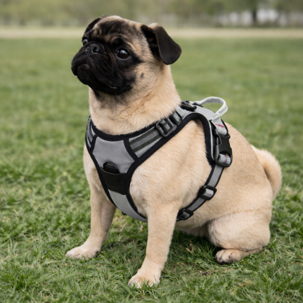 Harnais haute visibilité chien ajustable